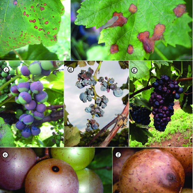 ΜΑΥΡΗ ΣΗΨΗ Ή ΚΟΜΜΙΩΣΗ ΣΤΕΛΕΧΟΥΣ