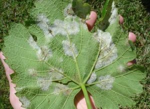 ΑΛΕΥΡΟΠΟΙΗΣΗ