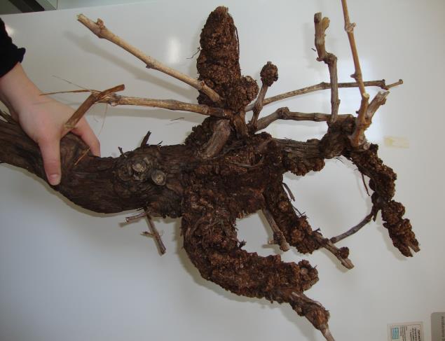 ΣΗΨΗ ΡΙΖΑΣ ΑΜΠΕΛΟΥ