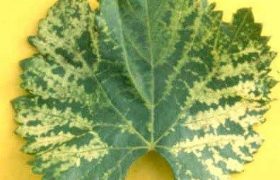 ΙΟΣ ΤΟΥ ΚΙΤΡΙΝΟΥ ΜΩΣΑΪΚΟΥ