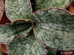 ΦΡΟΝΤΙΔΑ ΣΑΝΣΕΒΙΕΡΙΑ (SANSEVIERIA SP. AGAVACEAE)