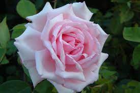 ΤΡΙΑΝΤΑΦΥΛΛΙΑ (ROSA HYBRIDA)