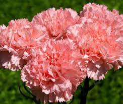 ΓΑΡΥΦΑΛΛΙΑ ( DIANTHUS CARYOPHYLLUS)