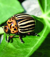 Ο ΔΟΡΥΦΟΡΟΣ ΤΗΣ ΠΑΤΑΤΑΣ