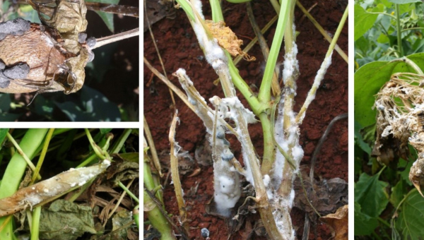 ΣΗΨΗ ΑΠΟ SCLEROTINIA