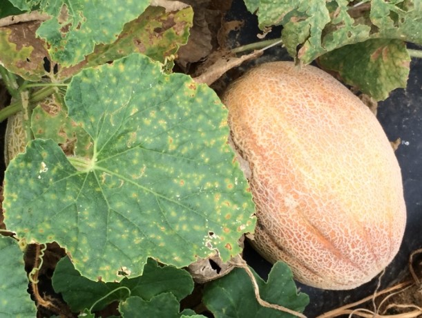 ΨΕΥΔΟΠΕΡΟΝΟΣΠΟΡΟΣ