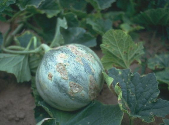 ΚΛΑΔΟΣΠΟΡΙΩΣΗ