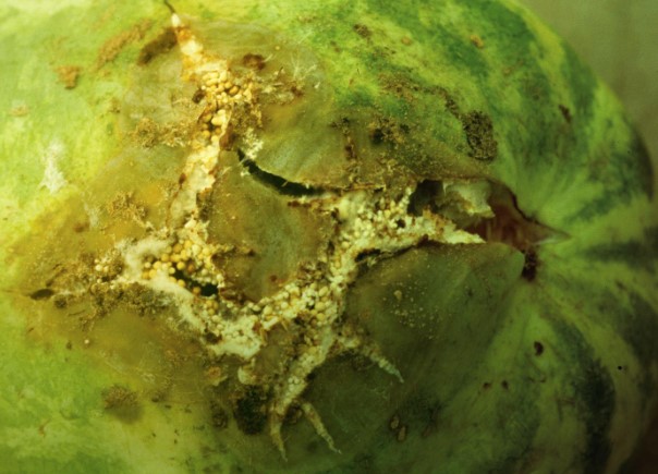 ΣΗΨΗ ΑΠΟ SCLEROTIUM