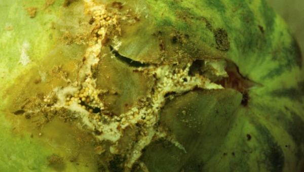 ΣΗΨΗ ΑΠΟ SCLEROTIUM