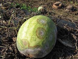 ΤΗΞΗ ΑΠΟ PHYTOPHTORA