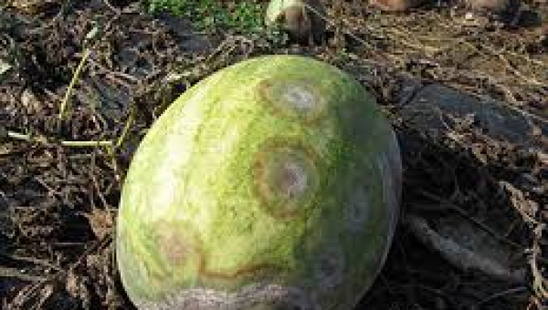 ΤΗΞΗ ΑΠΟ PHYTOPHTORA