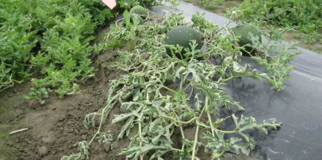 ΒΕΡΤΣΙΛΛΙΩΣΗ