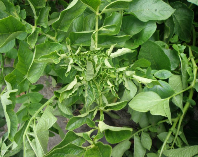 ΚΑΡΟΥΛΙΑΣΜΑ (ΣΥΣΤΡΟΦΗ) ΦΥΛΛΩΝ ΠΑΤΑΤΑΣ