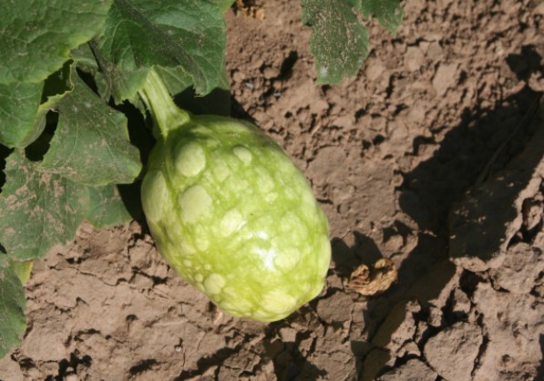 ΙΟΣ ΤΟΥ ΜΩΣΑΪΚΟΥ ΤΗΣ ΚΑΡΠΟΥΖΙΑΣ