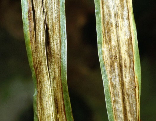 ΡΑΒΔΩΤΗ ΚΗΛΙΔΩΣΗ ΤΟΥ ΚΡΙΘΑΡΙΟΥ