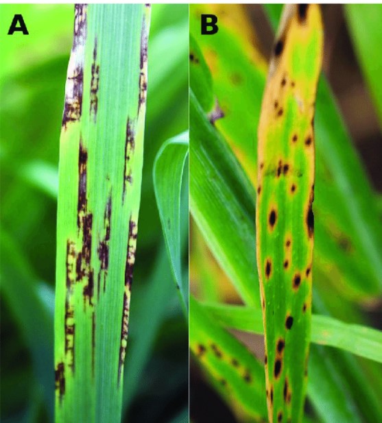 ΔΙΚΤΥΩΤΗ ΚΗΛΙΔΩΣΗ ΤΟΥ ΚΡΙΘΑΡΙΟΥ