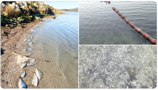 Πέθαναν περίπου 370.000 ψάρια 12 ειδών από το κρύο στη λιμνοθάλασσα Δρεπάνου (Βίντεο)