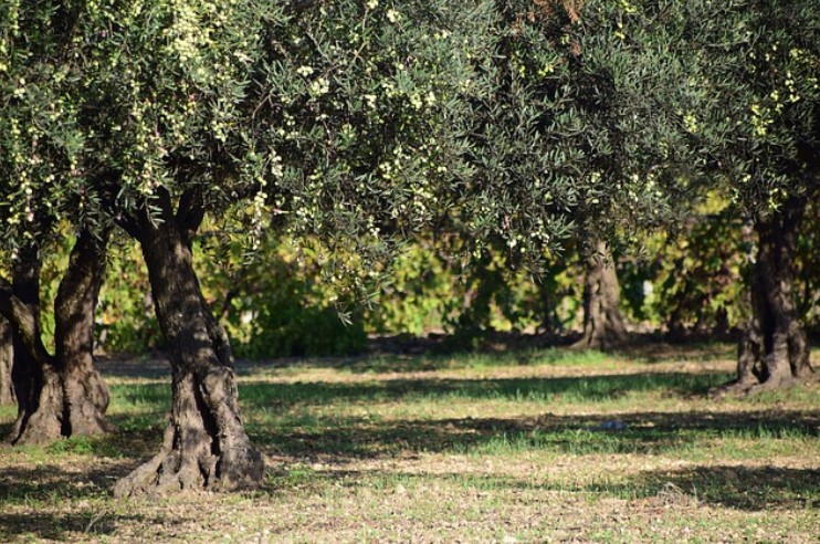 Πώς υπολογίζουμε την ηλικία ενός ελαιόδεντρου