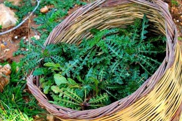 Κρητικό Σταμναγκάθι για το συκώτι τη καρδιά το δέρμα