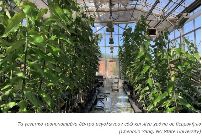 Science:Γενετικά τροποποιημένα δέντρα υπόσχονται πιο βιώσιμο χαρτί