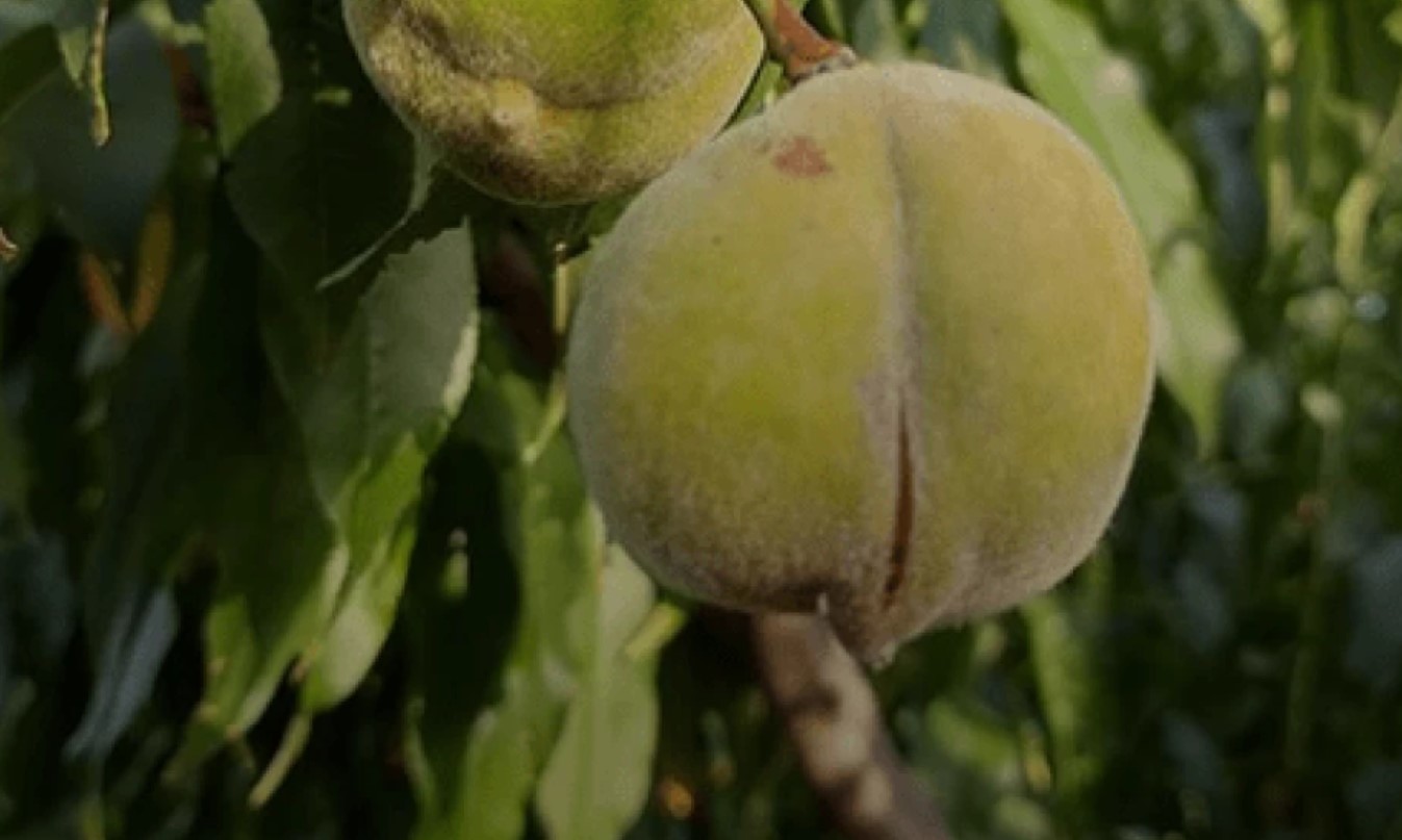 Διερευνήθηκε η αιτία παραμόρφωσης των Ροδάκινων 