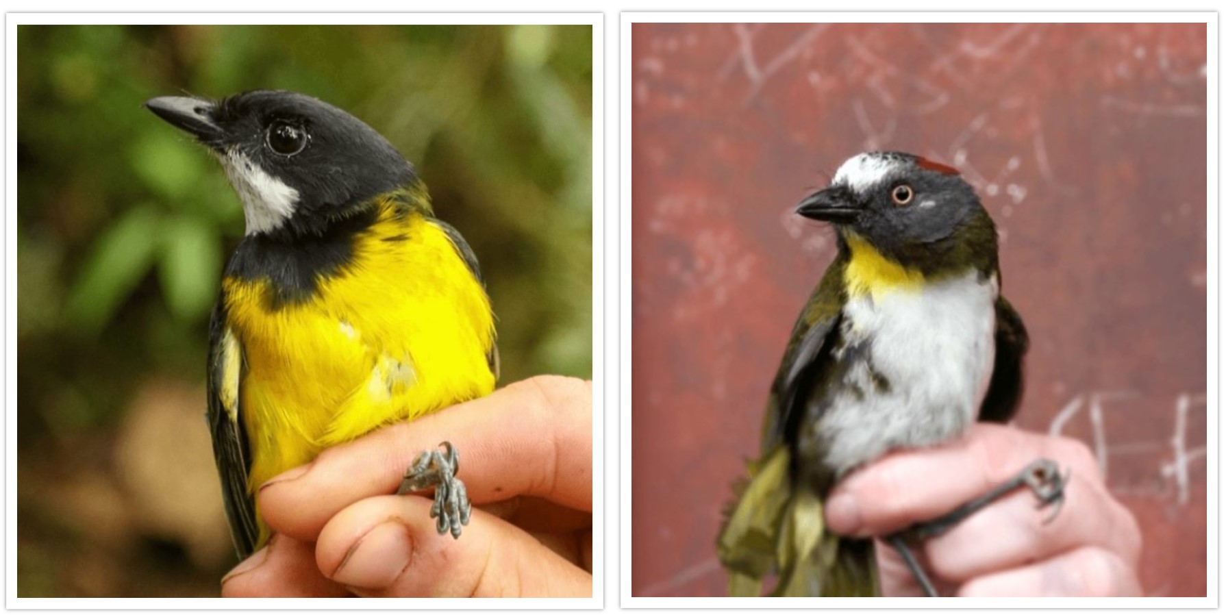 Ανακαλύφθηκαν πουλιά με δηλητηριώδη φτερά