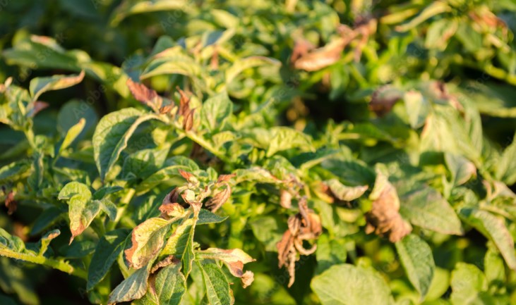 Η Κρήτη δίνει λύση στην phytophthora της πατάτας 