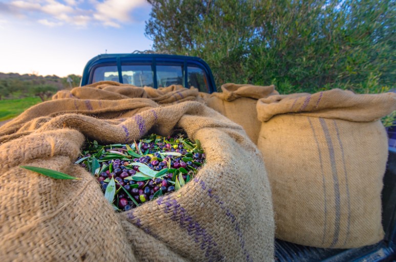 Νέα Απόφαση: Δήλωση συγκομιδής ελαιοκάρπου και Ελαιοκομικό Μητρώο