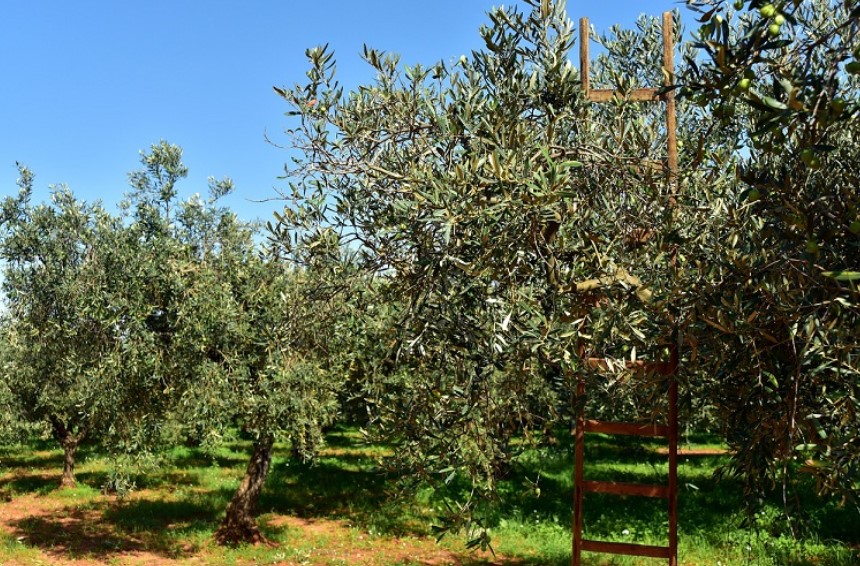 Και εγένετο Ισοζύγιο Άνθρακα στην Ελαιοκαλλιέργεια 