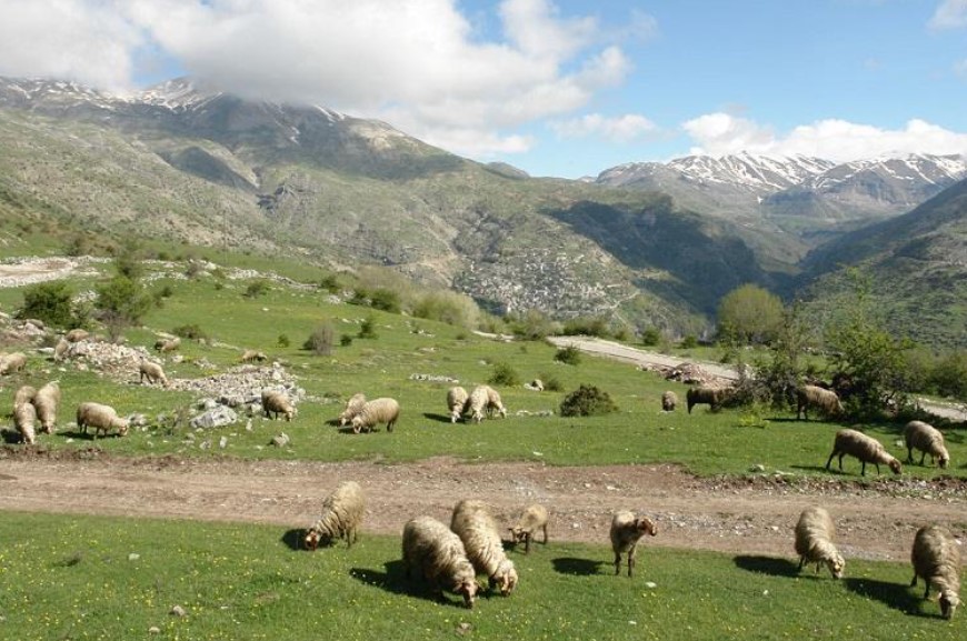 Απαγόρευση εισόδου αιγοπροβάτων στην Κρήτη από 25/9/2025