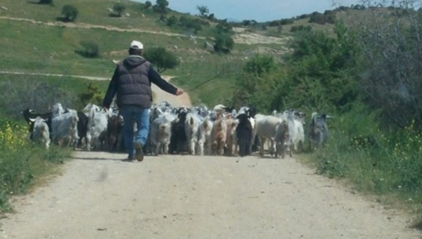 Mε τιμολόγια αγοράς ζώων θα δίδεται η βασική ενίσχυση στους κτηνοτρόφους 