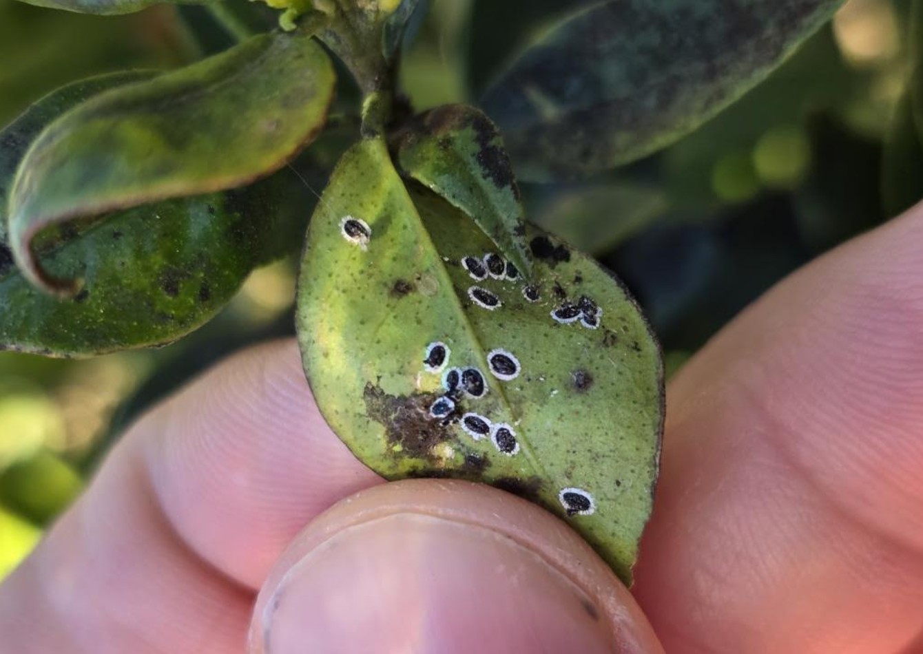 ΕΚΔΗΛΩΣΗ: “ Ο μαύρος ακανθώδης αλευρώδης “ – ΑΓΡΙΝΙΟ, 12/11/2025