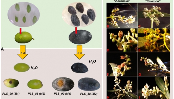 Συνδέεται το γλοισπόριο με τις προσβολές του Δάκου; 