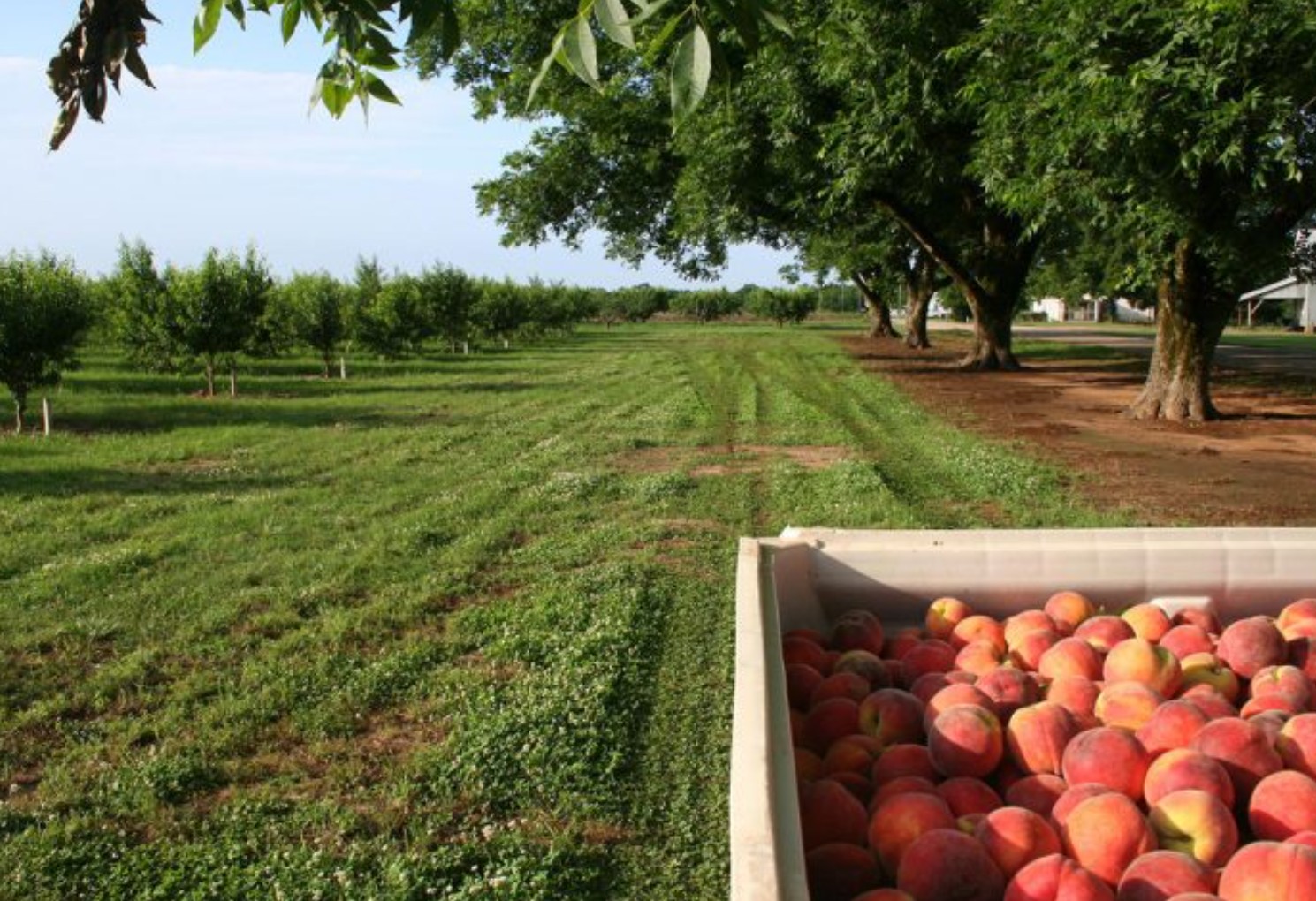 Β.Ελλάδα: Ξεριζώνονται μαζικά οι Ροδακινιές …αλλά χωρίς σχέδιο 