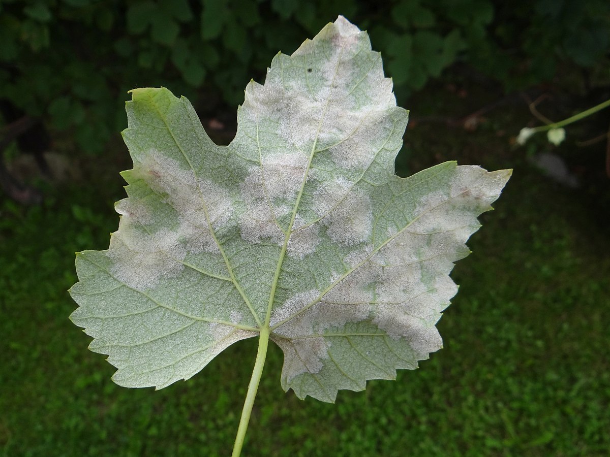 ΧΝΟΥΔΩΤΗ ΜΟΥΧΛΑ