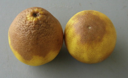 ΦΙΣΑΛΟΣΠΟΡΑ