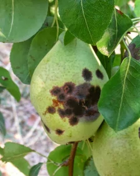 ΒΑΚΤΗΡΙΑΚΟ ΚΑΨΙΜΟ ΤΩΝ ΔΕΝΤΡΩΝ ΤΗΣ ΜΗΛΙΑΣ