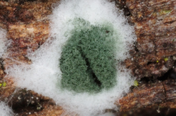 ΤΡΙΧΟΔΕΡΜΑ