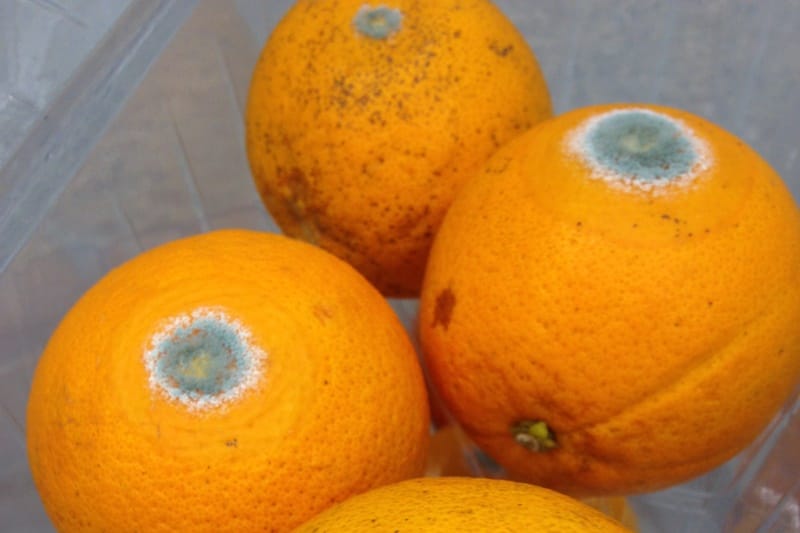 ΓΑΛΑΖΙΑ ΣΗΨΗ