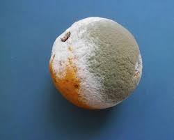 ΓΚΡΙΖΑ ΜΟΥΧΛΑ