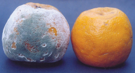 ΠΡΑΣΙΝΗ ΚΑΙ ΓΑΛΑΖΙΑ ΜΟΥΧΛΑ