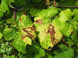 ΚΙΤΡΙΝΙΣΜΑ ΑΜΠΕΛΟΥ