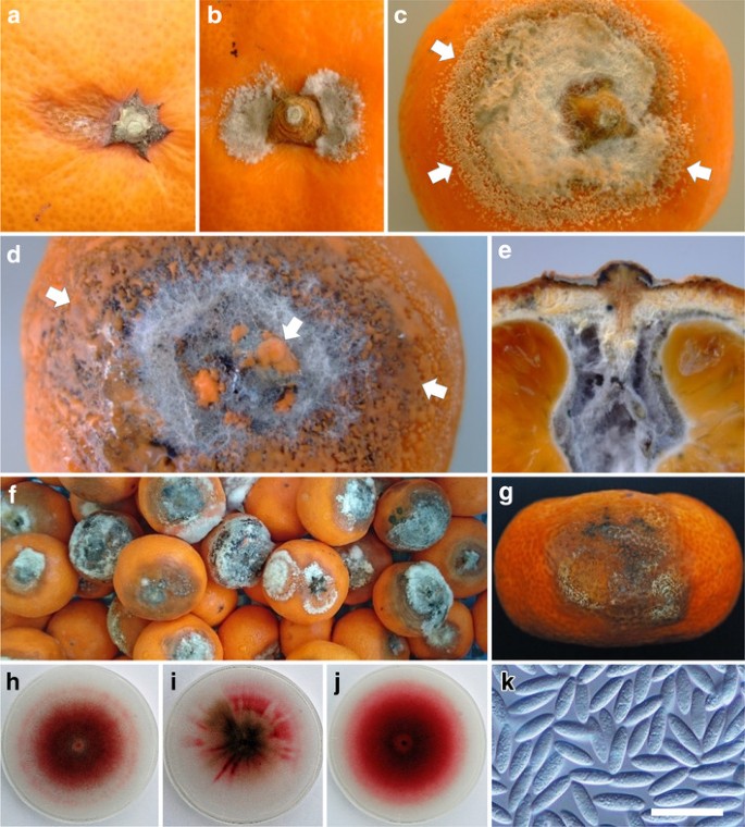 ΑΝΘΡΑΚΩΣΗ ΕΣΠΕΡΙΔΟΕΙΔΩΝ