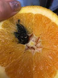 ΑΛΤΕΡΝΑΡΙΑ