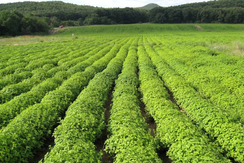 ΜΕΛΙΣΣΟΧΟΡΤΟ - ΧΑΜΟΜΗΛΙ - ΤΣΑΪ