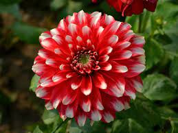 ΝΤΑΛΙΑ: ΦΡΟΝΤΙΔΑ ΦΥΤΟΥ