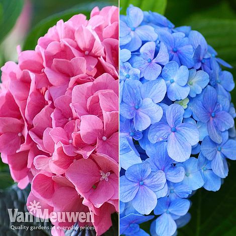 ΟΡΤΑΝΣΙΑ: ΦΡΟΝΤΙΔΑ ΦΥΤΟΥ