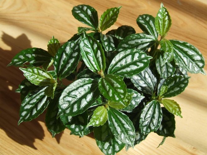 ΠΙΛΕΑ: ΦΡΟΝΤΙΔΑ ΦΥΤΟΥ