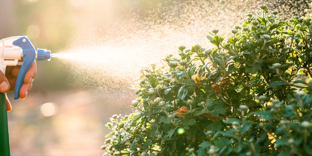 ΦΥΣΙΚΟ ΜΥΚΗΤΟΚΤΟΝΟ ΜΕ ΣΟΔΑ
