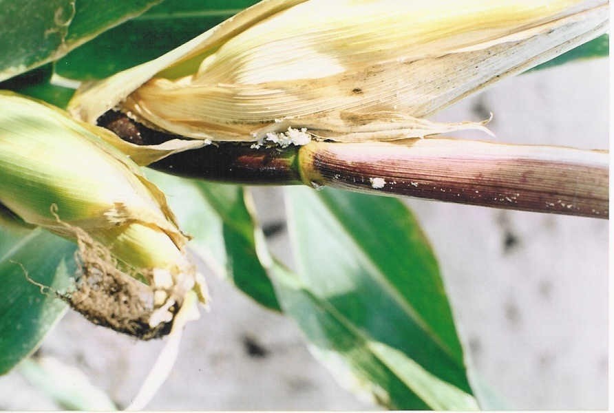 ΠΥΡΑΟΥΣΤΑ Ή ΠΥΡΑΛΙΔΑ ΤΟΥ ΚΑΛΑΜΠΟΚΙΟΥ